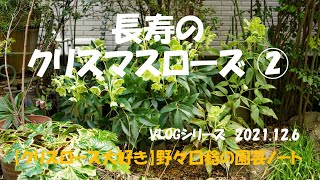 VLOGシリーズ 2021.12.6（長寿のクリスマスローズ②）