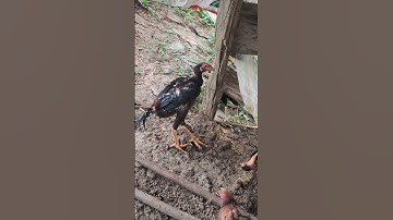gà ta lai gà chọi.qaib hmoob tsuam qaib tom cuam