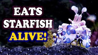 Harlequin Shrimp 🦐 | Eats Starfish ALIVE!