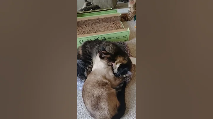 Video 3630081: siamese, loves grooming, cat