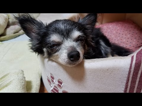 2021年元旦。愛犬のお散歩(●´ω`●)