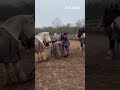 Hey there Mate! 😜 #shorts #funnyvideos