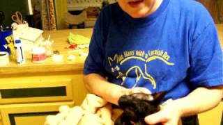 Grooming a Cornish Rex, Part 5 by Teri Thorsteinson 2,467 views 14 years ago 2 minutes, 5 seconds
