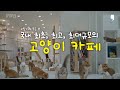 고양이의 모든 것 😻 프리미엄 고양이 카페 캣플을 소개합니다! l CATPLE