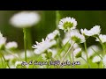 ئەی یاری نازدار مامۆستا مەزهەری خالقی ئەی یاری نازدار مامۆستا مەزهەری خالقی