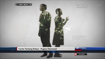 NET. BALI CLIP INDIE |  PYGMY MARMOSET - CERITA TENTANG POHON