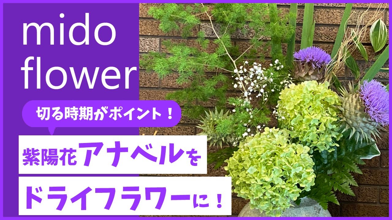 Tips for enjoying Annabelle hydrangeas longer] If you wait to cut