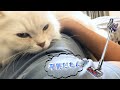 うちの猫はダイソンを完全に克服した!?