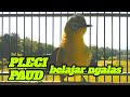 Pleci Paud Belajar Ngalas Cocok Buat Pancingan Pleci Agar Cepat Buka Paruh Mp3 - Mp4 Download