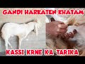 BAKRY KO KHASSI || KESE KEA JAY ?? || GOAT CASTRATION SURGERY || KGF