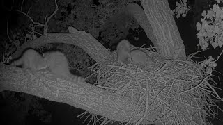 Racoons Invade Bald Eagle Nest