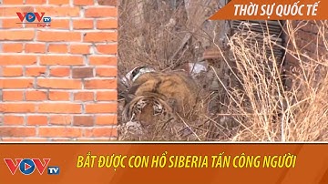 Bắt được con hổ Siberia tấn công người