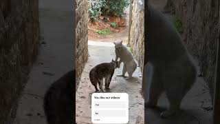 Funny Cat Fights