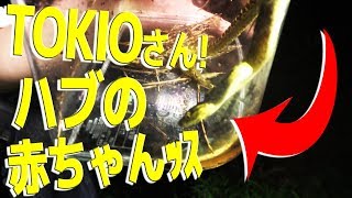 【蛇現る】冬にしかいない伝説のクワガタを探せ #3【オキナワマルバネクワガタ】