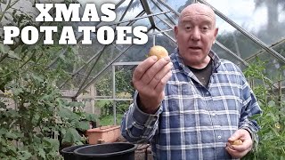 Grow Xmas Potatoes [Gardening Allotment UK] [Grow Vegetables At Home ]