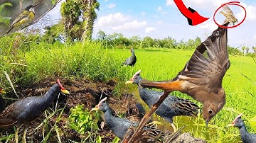 Making the bird trap in my village | Trapping bird in my country | Best bird trap
