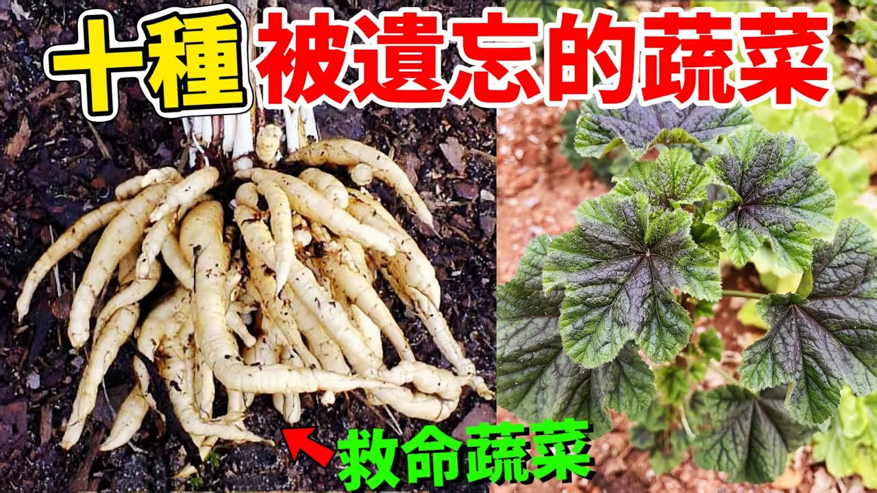 被現代人遗忘的10种古老蔬菜，吃過三種算你厲害！不起眼的路邊野草竟是古人最長吃的蔬菜，從未見過的根莖植物曾是人們的救命糧食！古人吃什么蔬菜吗？#蔬菜 #top10 #蔬菜种植 #長知識 #世界之最