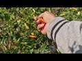 INCREDIBLE CHILI HARVEST! BRILLIANT FARMING SKILLS YOU MUST SEE! - Agricultural Farming
