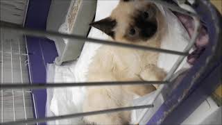 Бусинка - котенок с поврежденным позвоночником