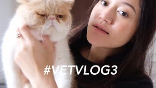 A DAY IN THE LIFE OF VET #VETVLOG3 by Drh. Lavinta Viena 2,004 views 2 years ago 13 minutes, 28 seconds