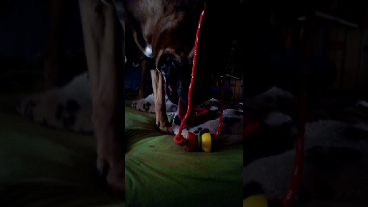 #boxer