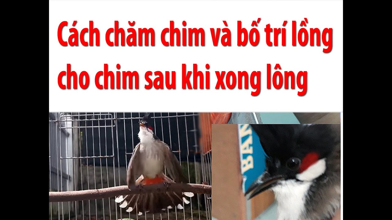sau khi xong lông chăm chào mào,cần làm những việc như thế này để chiến binh phát triển tốt #Phu