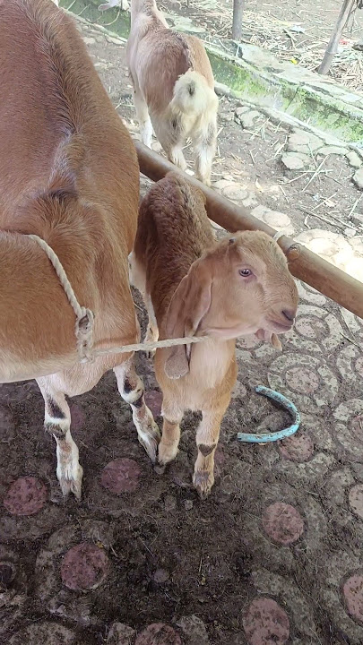 minat 085803733027 #domba #kambingkontes #belajarternakkambing