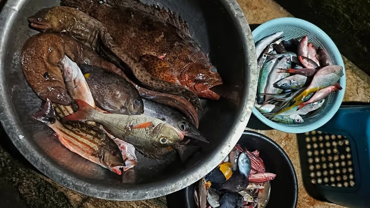 WEEKLY HARVEST PARA MAY STOCK SA REF || NETFISHING || DAY & NIGHT DIVE || SPEARFISHING CEBU