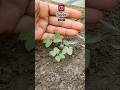 Meesho 40 flowering seeds /#shorts #ytshorts #meesho #flowers #seeds