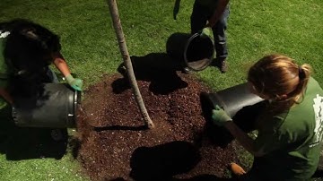 TreePeople - Cómo Colocar la Pedacería Orgánica (mulch)