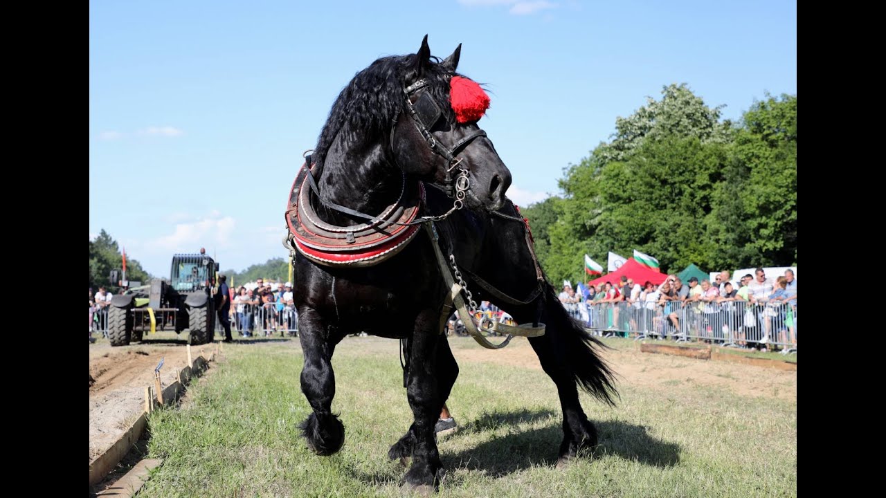 Турнир Тежковозни коне Арбанаси 2024