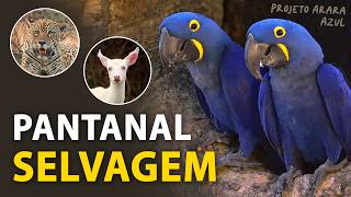 ARARASAZUIS no PANTANAL: Ninhos, aves, onças e outras raridades! | Projeto Arara Azul