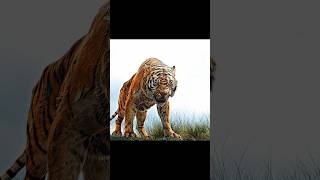 𝐓𝐡𝐞 𝐉𝐮𝐧𝐠𝐥𝐞 𝐁𝐨𝐨𝐤