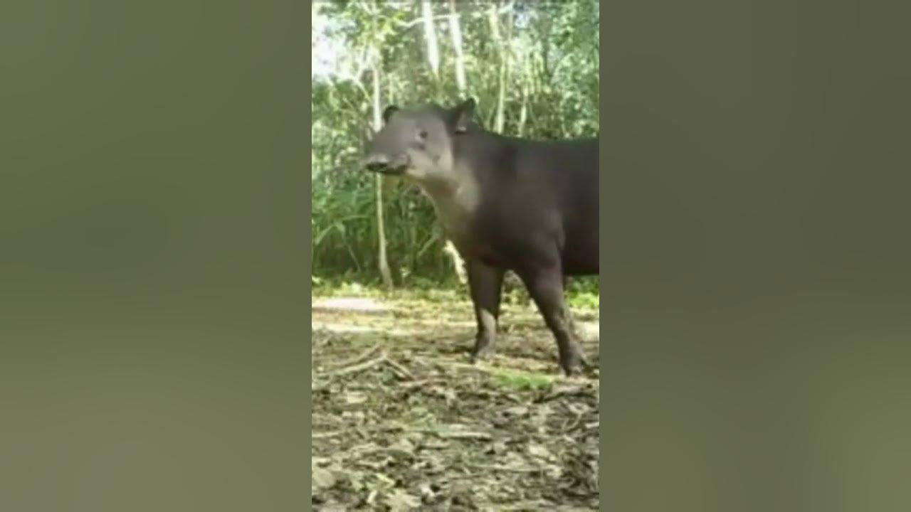Animales Tapir Nombre Cientifico Tapirus terrestris - YouTube