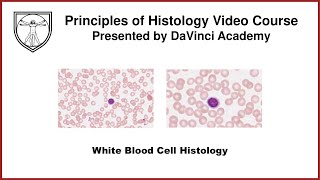 White Blood Cell Histology [Blood Histology 2 of 3]