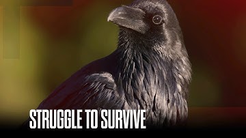 Conservationist research reveals decline in bird populations nationwide