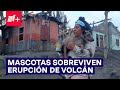 Regresan por animales abandonados tras erupción volcánica en Indonesia - N+