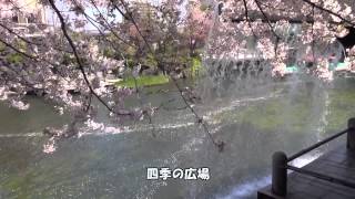 20140407さくら咲く水門川の舟下り:5分
