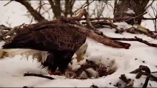 Decorah North Eagles Mr.North Feeds DN9 4/11/19