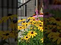 Watch This Plain Entrance Transform Into a Colorful Garden #BestRebuildx #rebuildx #best