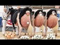 Revolutionary Farm Technology Milking Robot Feeding Cattle Silage Tips by Stunning Farmer