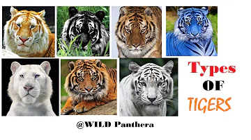 All Types Of Tiger - All Living Sub-Species Of Tigers