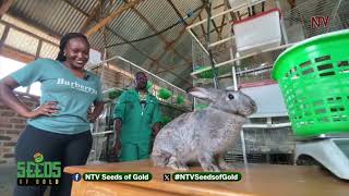 Strategies for maximum profit from rabbit farming (Part 2 ) | SEEDS OF GOLD