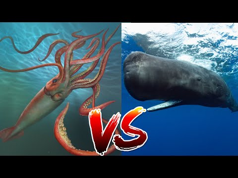 Giant Squid VS Sperm Whale | Who would win??