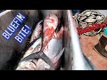 Bluefin Tuna Fishing (TROPHIES!) - Tomahawk , San Diego CA