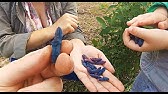 Купить жимолость, лучшие сорта. - YouTube