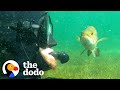 Wild Fish Follows His Diver Best Friend Everywhere | The Dodo