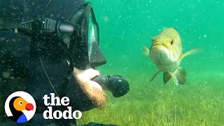 Wild Fish Follows His Diver Best Friend Everywhere | The Dodo