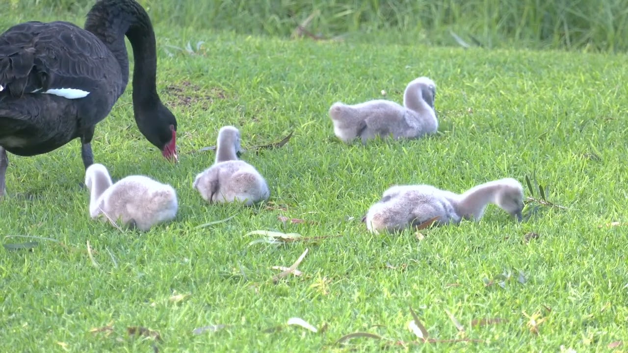 Conscientious parents -  Black Swans caring for their young cygnets