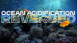 The Bold Plan to Reverse Ocean Acidification and Help the Climate Crisis